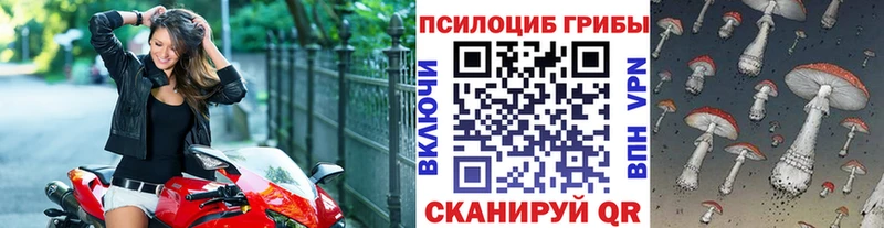 Купить закладки  Строитель  Псилоцибиновые грибы Psilocybe 